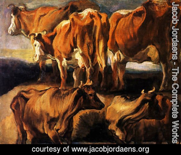 Jacob Jordaens - Five studies of cows